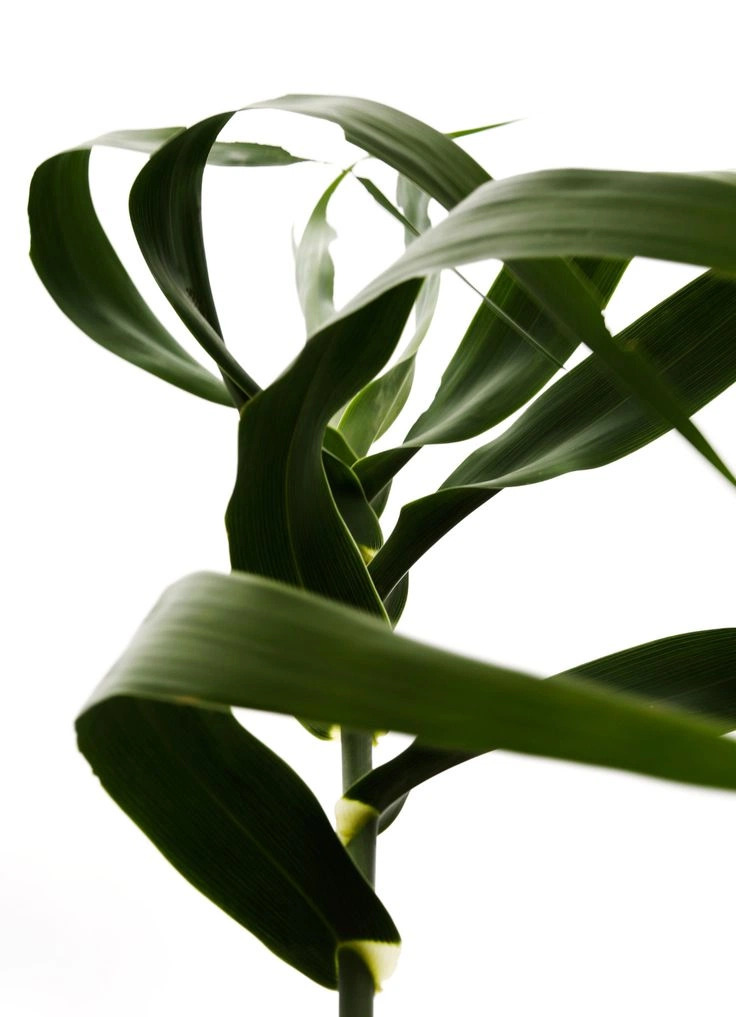 Fotografia de Planta Botânica